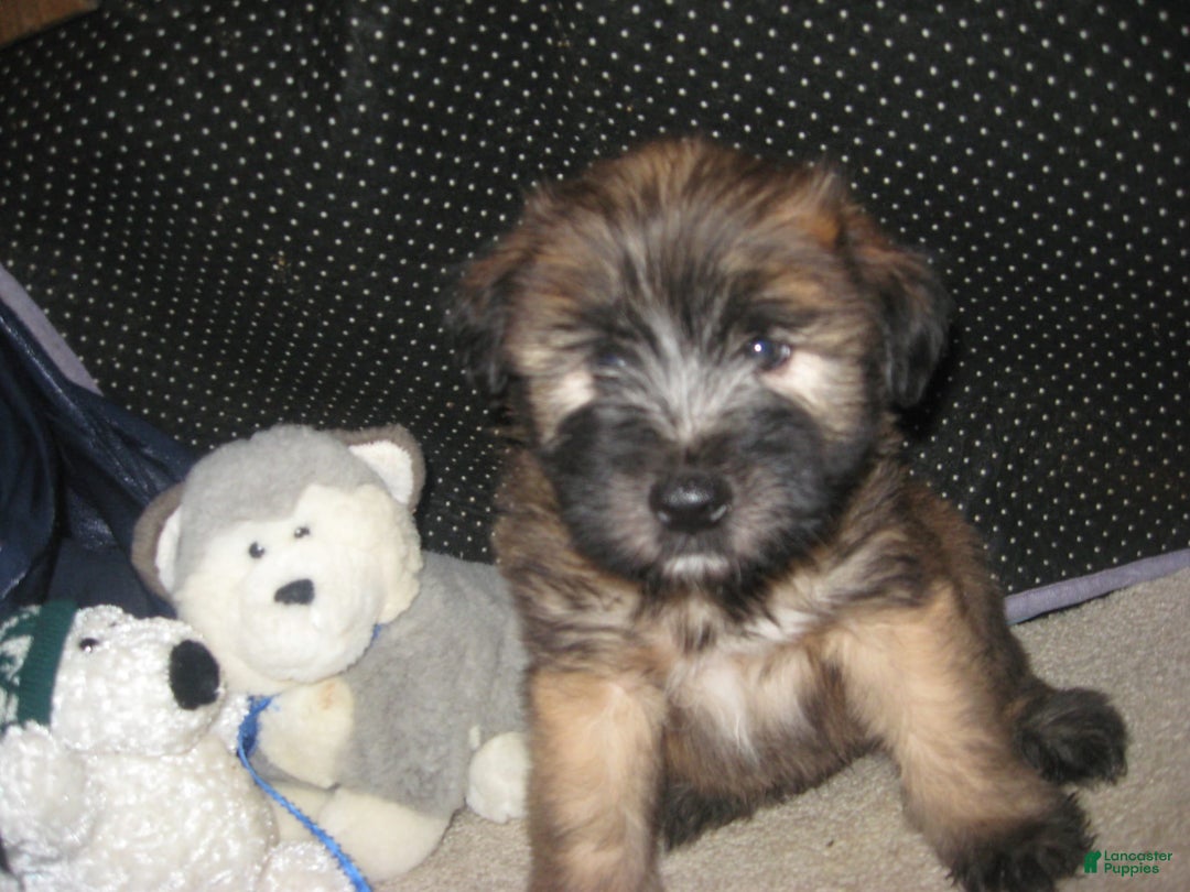 Soft Coated Wheaten Terrier dogs for sale: Dakota - Ad 1