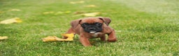 Boxer dogs for sale: Scarlet - Ad 5