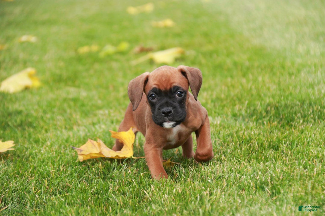 Boxer dogs for sale: Scarlet - Ad 5