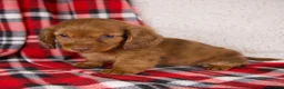 Dachshund dogs for sale: Elvis - Ad 3