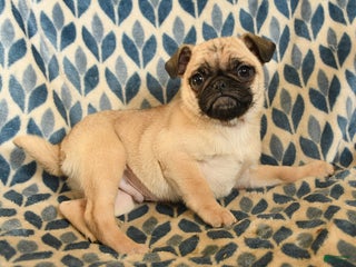 Pug dogs Link - Ad 23