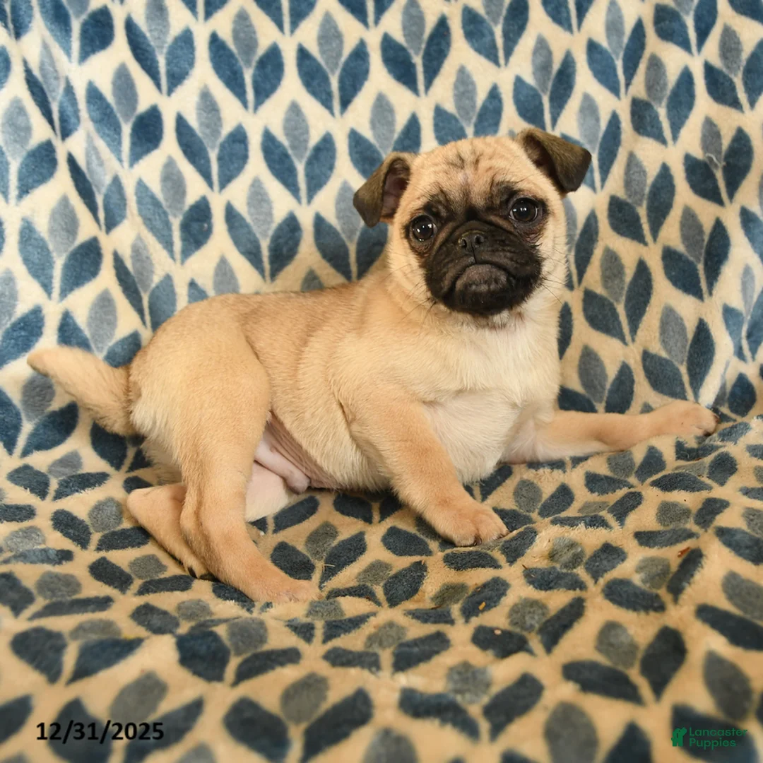 Pug dogs for sale: Link - Ad 1