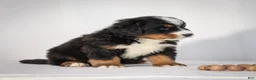 Bernese Mountain Dog dogs for sale: Rhett - Ad 5