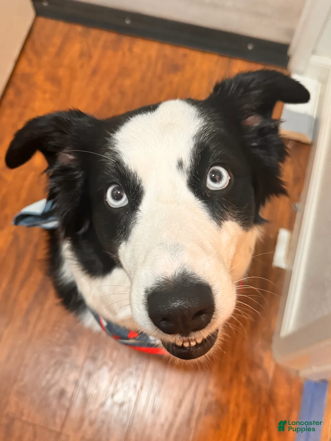 Australian Shepherd dogs for sale: Australian Shepherd Puppy -Charles   - Ad 7