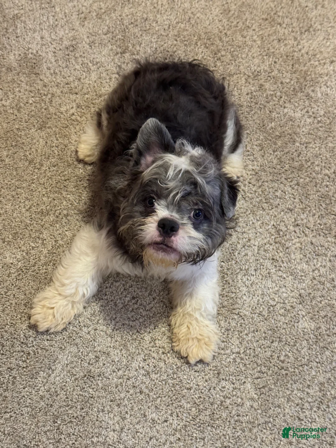 French Bulldog dogs for sale: Tuxedo "Tux" - Ad 1