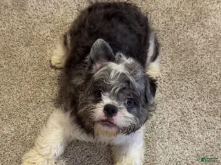 French Bulldog dogs Tuxedo "Tux" - Ad 4