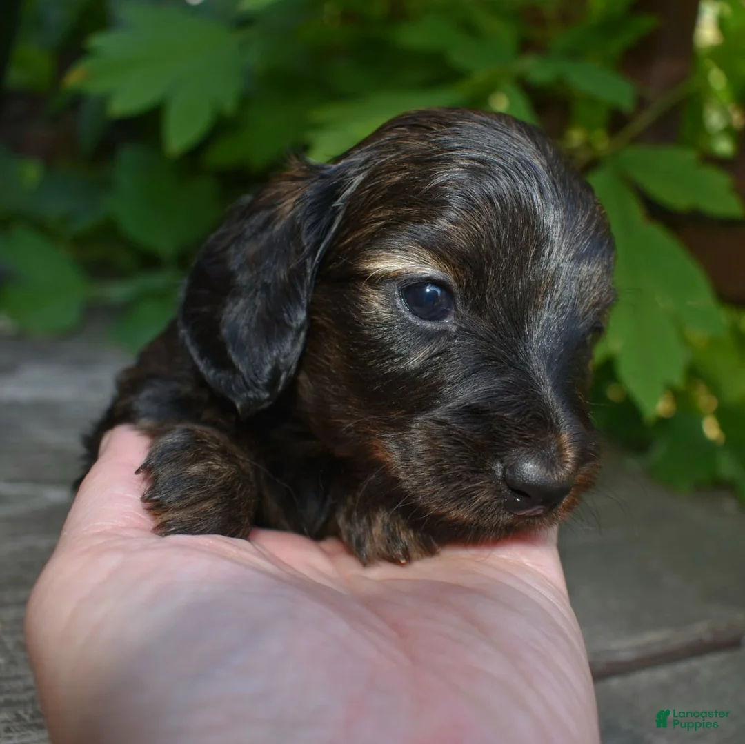 Miniature Dachshund dogs for sale: Ruth - Ad 2