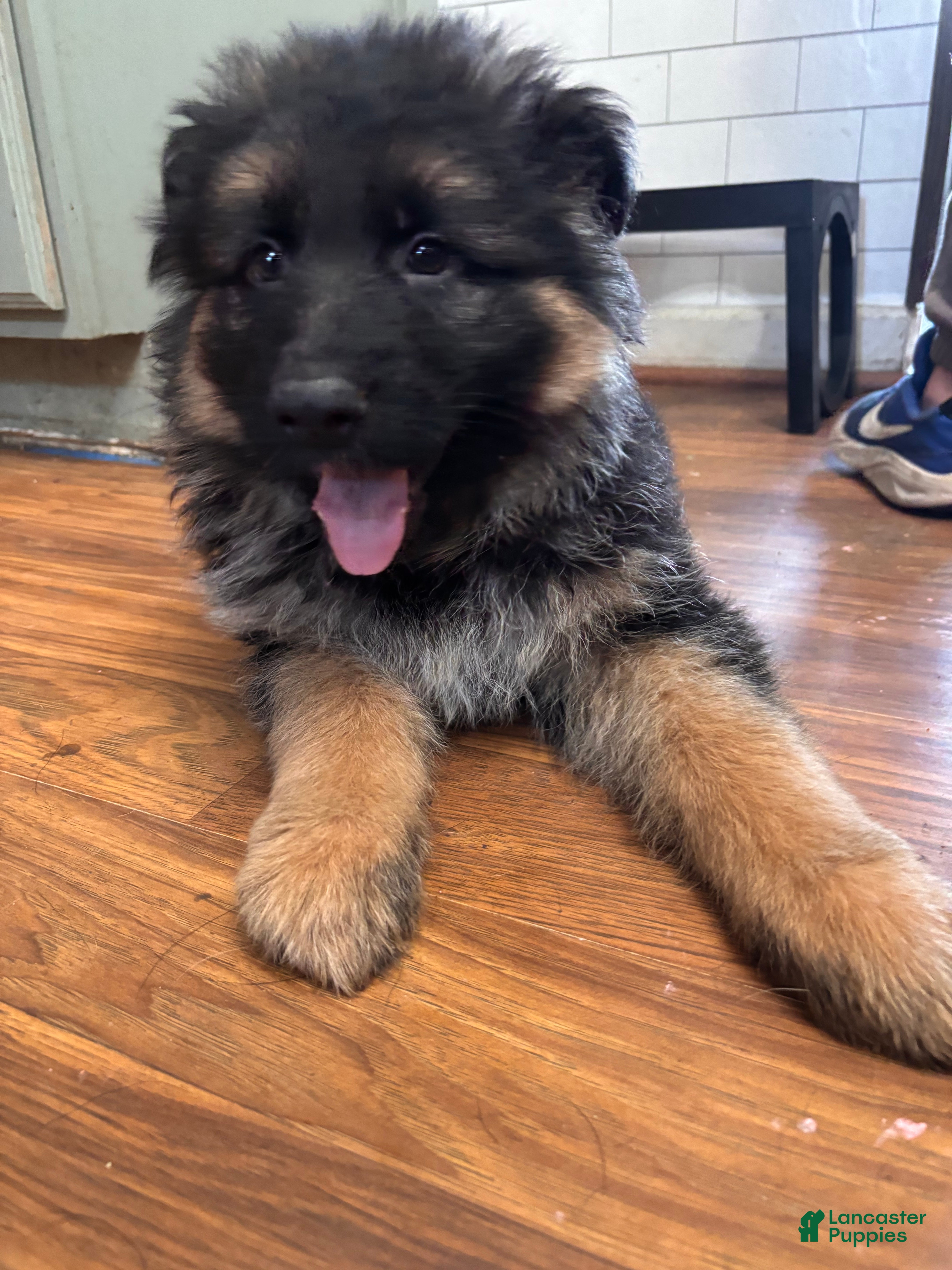 German Shepherd dogs Midnight  - Ad 15