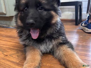 German Shepherd dogs Midnight - Ad 15