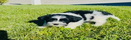 Mixed Breed dogs for sale: 🐶Teddy Bear Green💚 - Ad 7