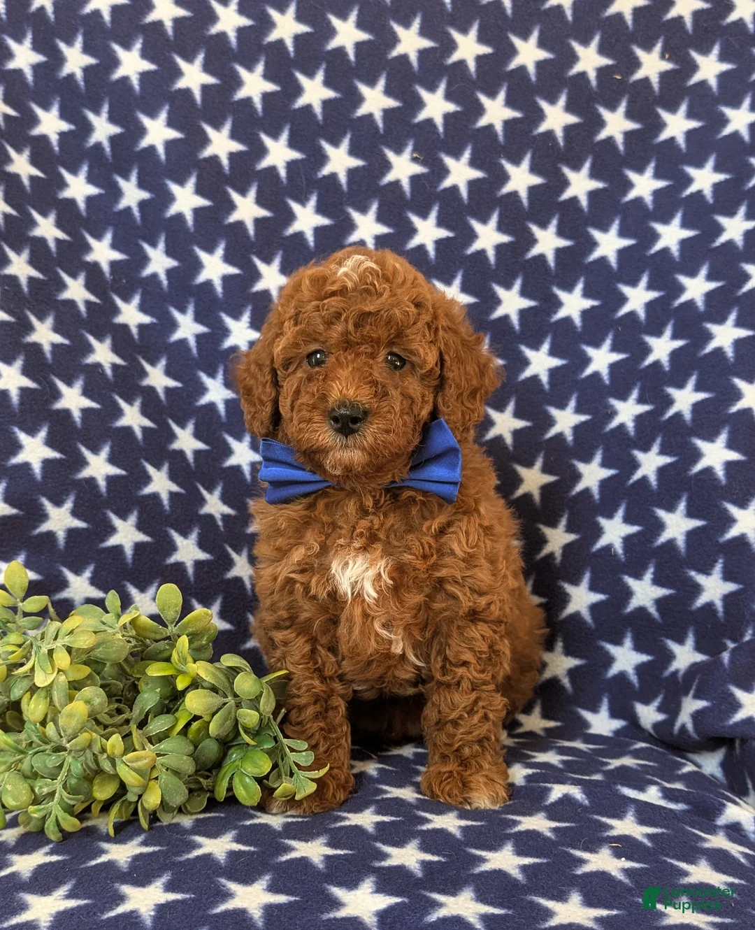 Miniature Poodle dogs for sale: Dalton 10 lbs Full Grown - Ad 6
