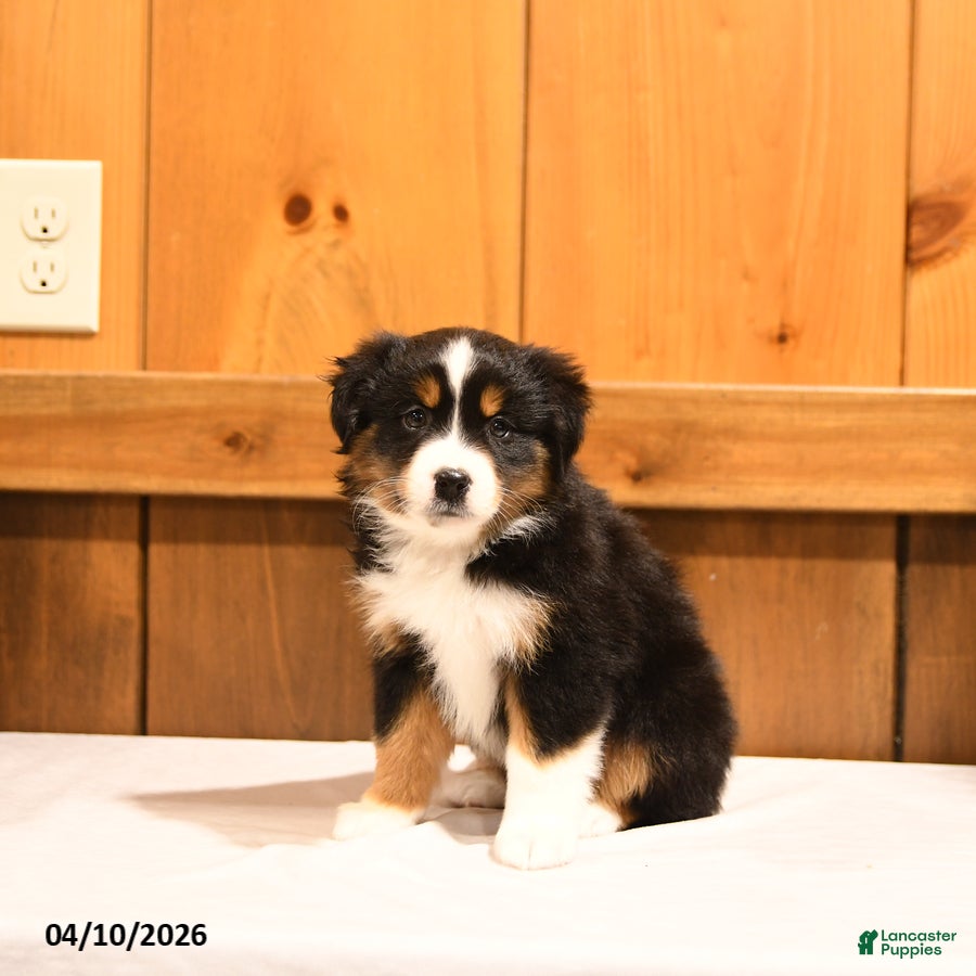Miniature Australian Shepherd dogs Kasper - Ad 1