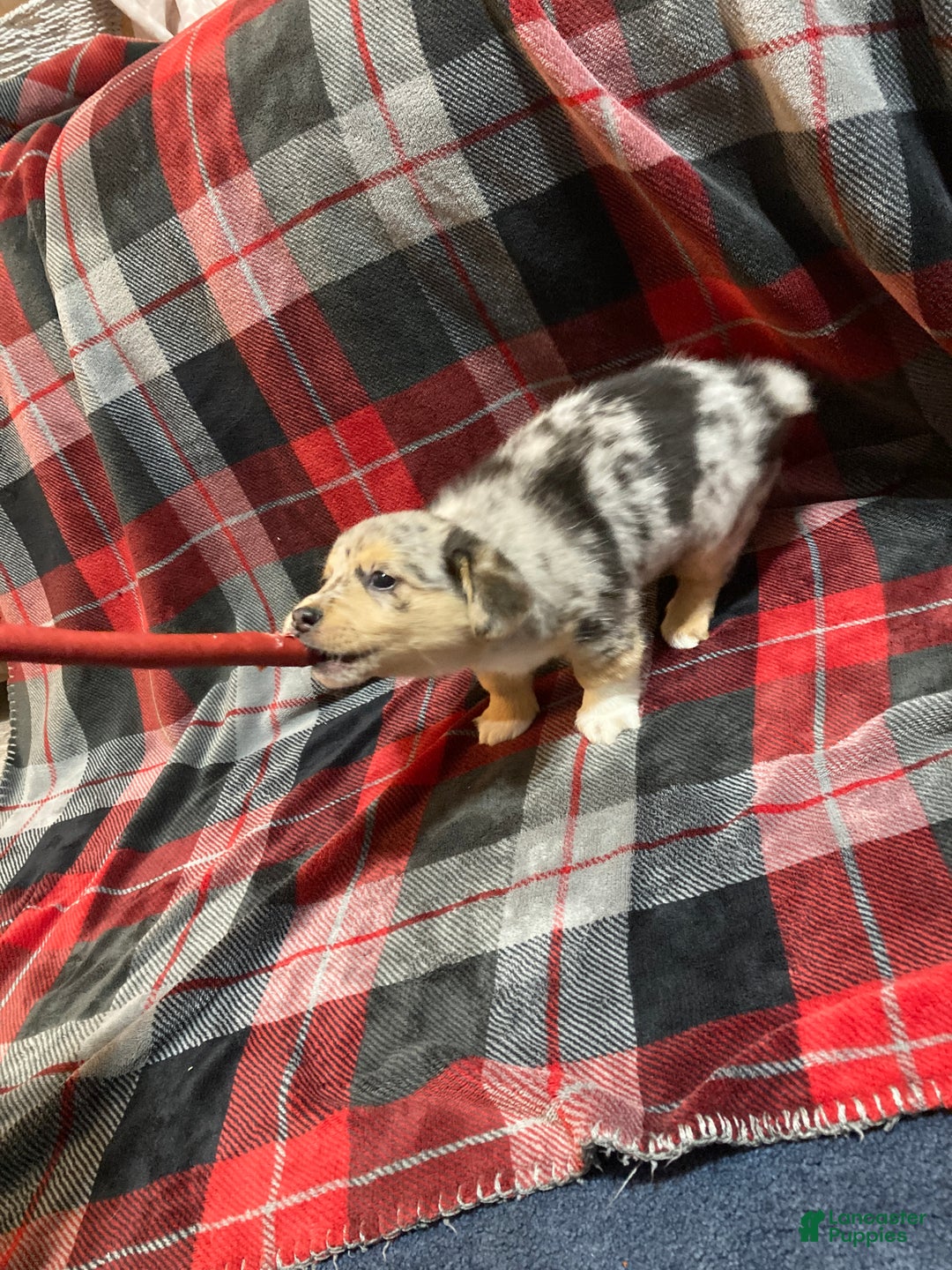 Mixed Breed dogs for sale: Tommy - Ad 8