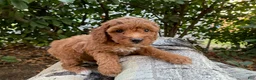 Cockapoo dogs for sale: Lucy female - Ad 3