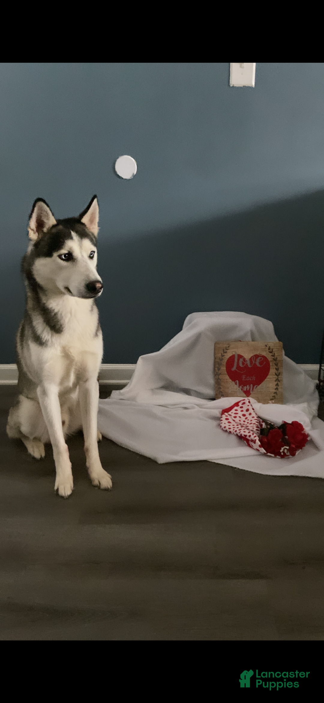 Siberian Husky dogs for sale: Siberian Husky Puppy 1 - Ad 2