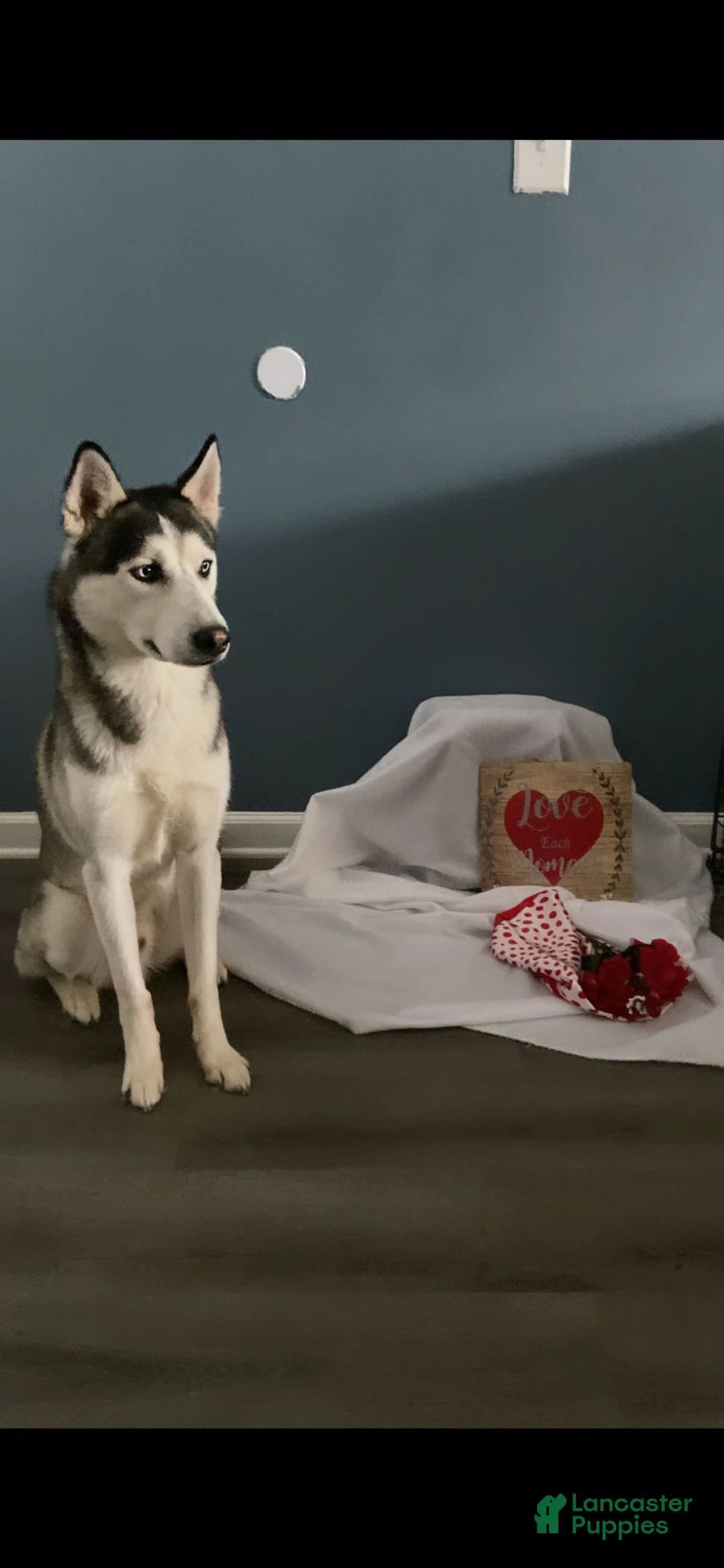 Siberian Husky dogs for sale: Siberian Husky Puppy 1 - Ad 2