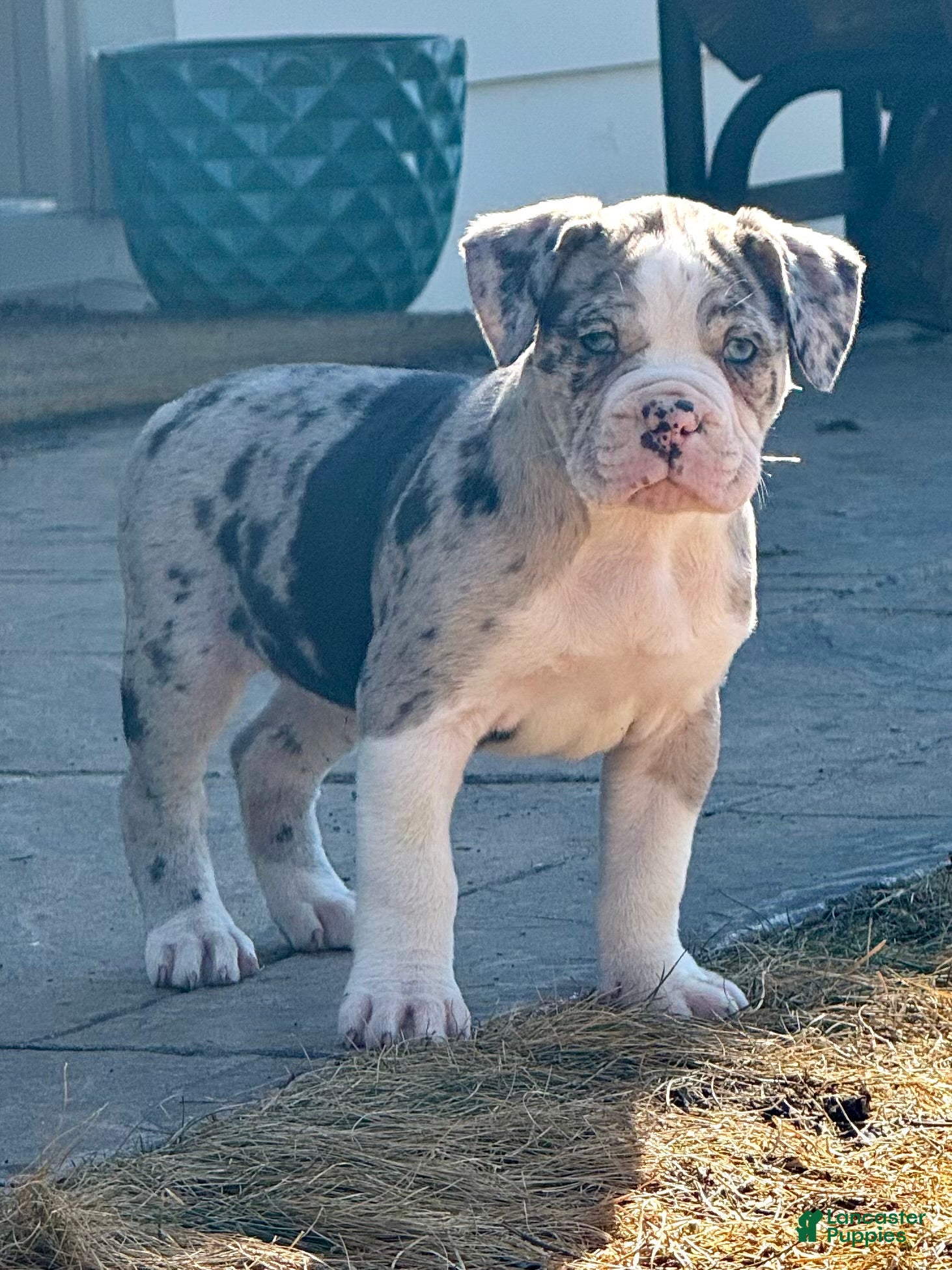 Alapaha Blue Blood Bulldog dogs BEA Echo - Ad 6