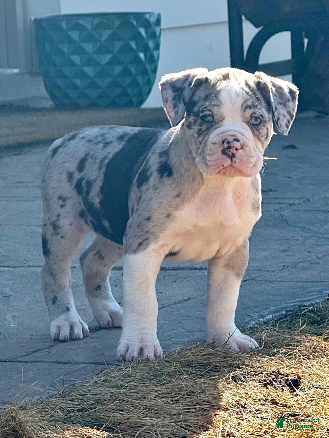Alapaha Blue Blood Bulldog dogs for sale: BEA Echo - Ad 1