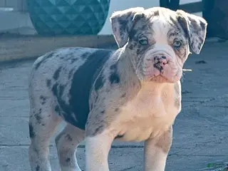 Alapaha Blue Blood Bulldog dogs BEA Echo - Ad 6