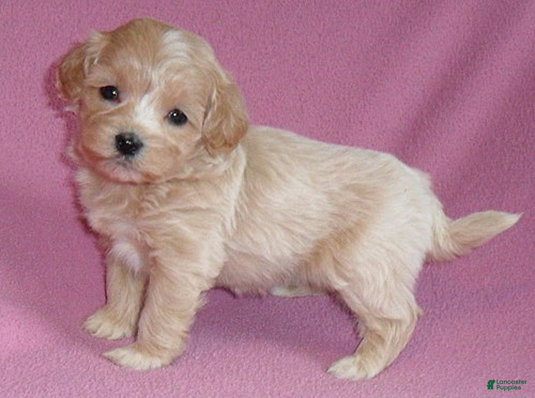 Shihpoo dogs for sale: Pixie - Ad 4