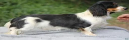 Dachshund dogs for sale: Black and Tan Piebald Female  - Ad 4