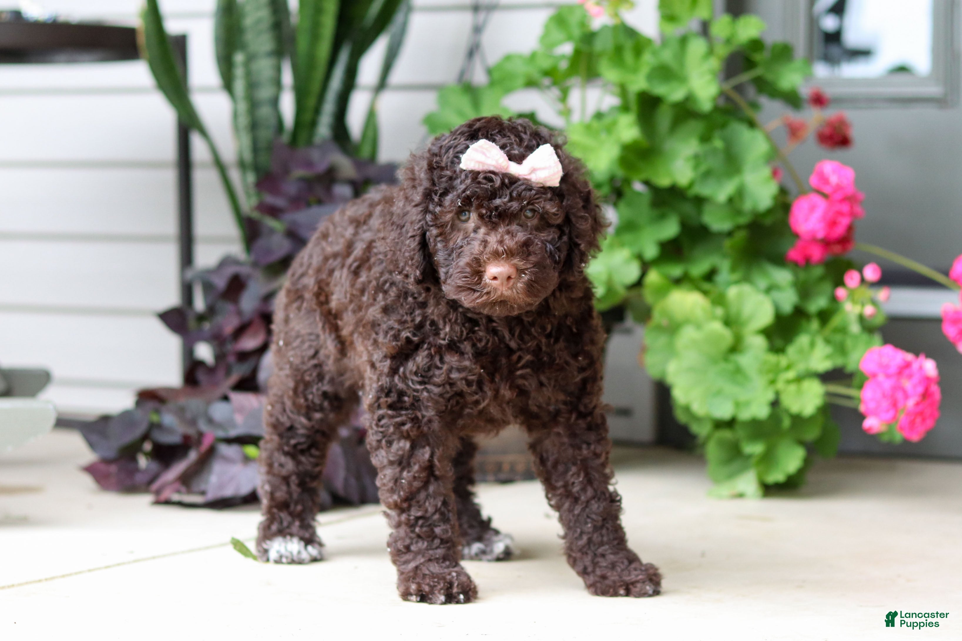 Portuguese Water Dog dogs Polly - Ad 2
