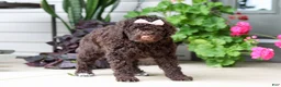 Portuguese Water Dog dogs for sale: Polly - Ad 2