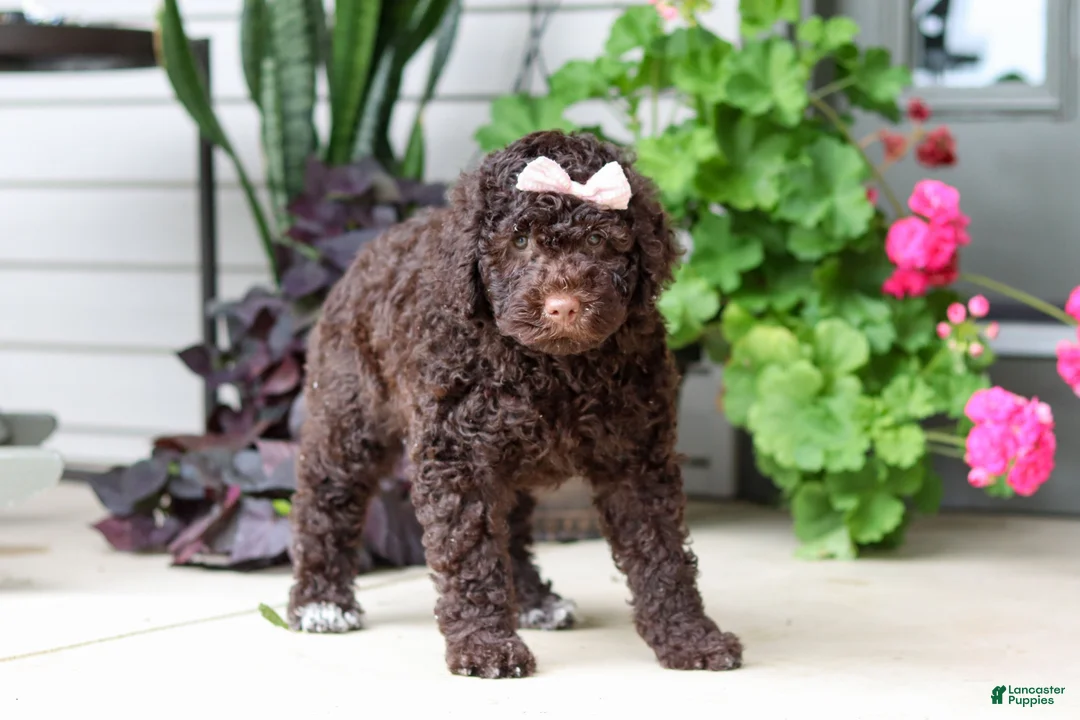 Portuguese Water Dog dogs for sale: Polly - Ad 2