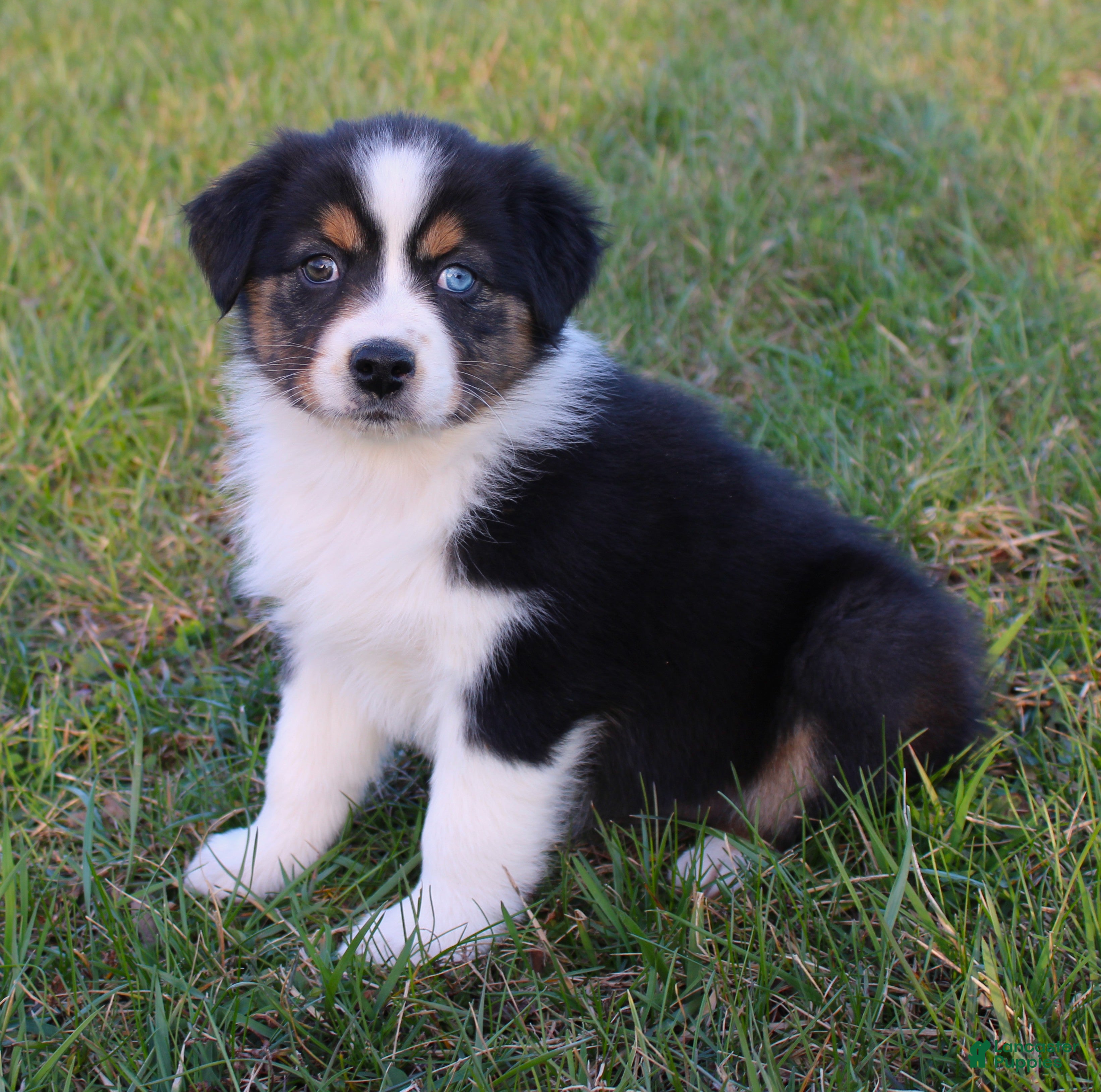 Australian Shepherd dogs Twig - Ad 2