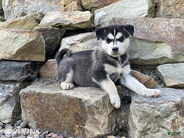 Pitsky dogs Penelope - Ad 2
