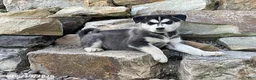 Pitsky dogs for sale: Penelope - Ad 2
