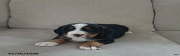 Bernese Mountain Dog dogs for sale: Maya - Ad 4