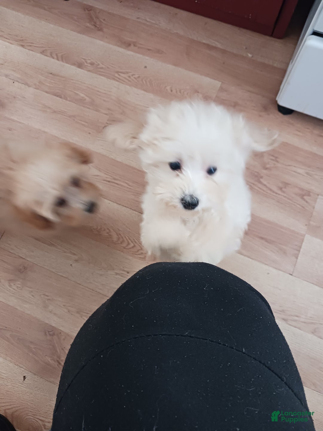 Toy Poodle dogs for sale: Charlie - Ad 5