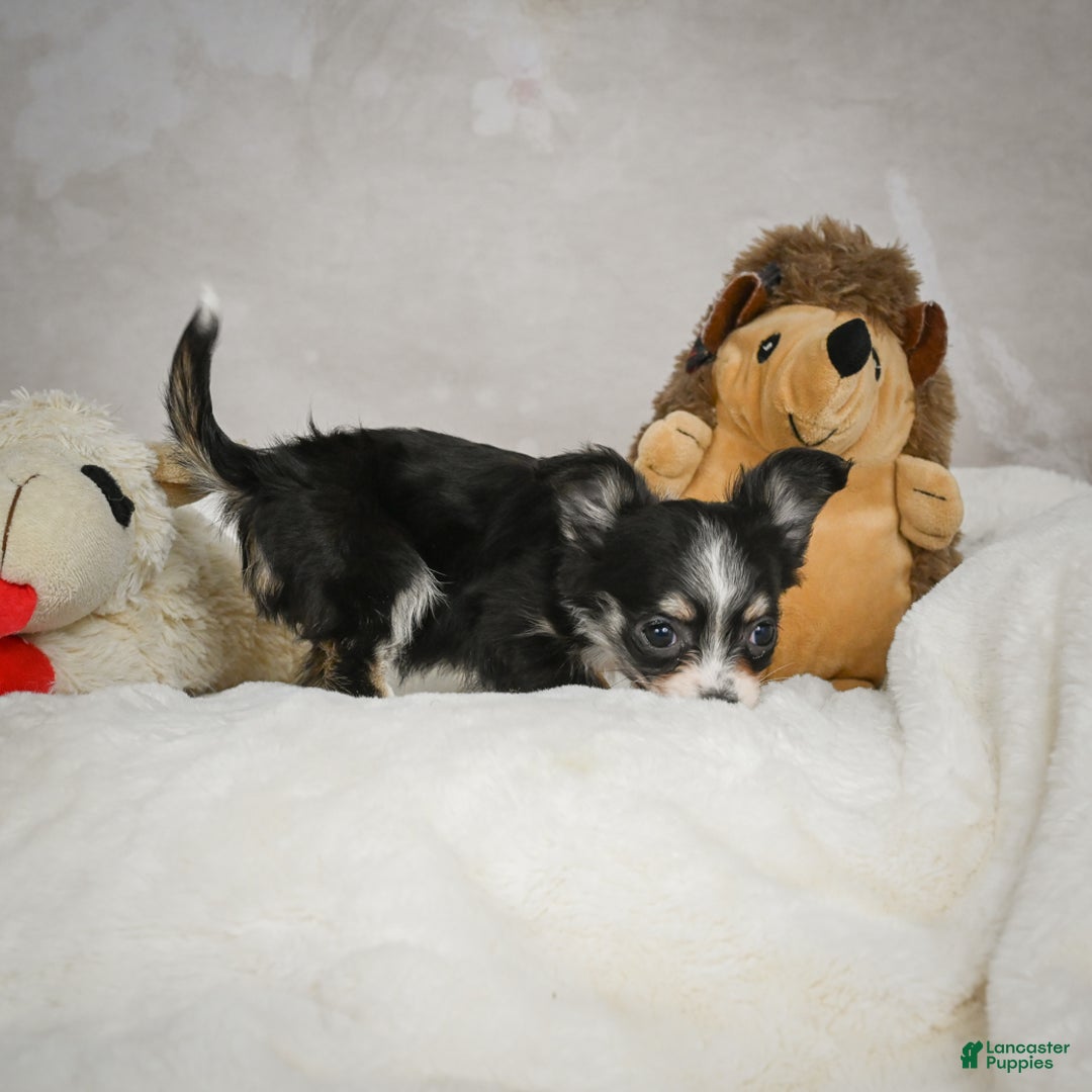 Chihuahua dogs for sale: Tiny - Ad 3