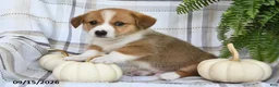 Welsh Corgi Pembroke dogs for sale: Jackson - Ad 5