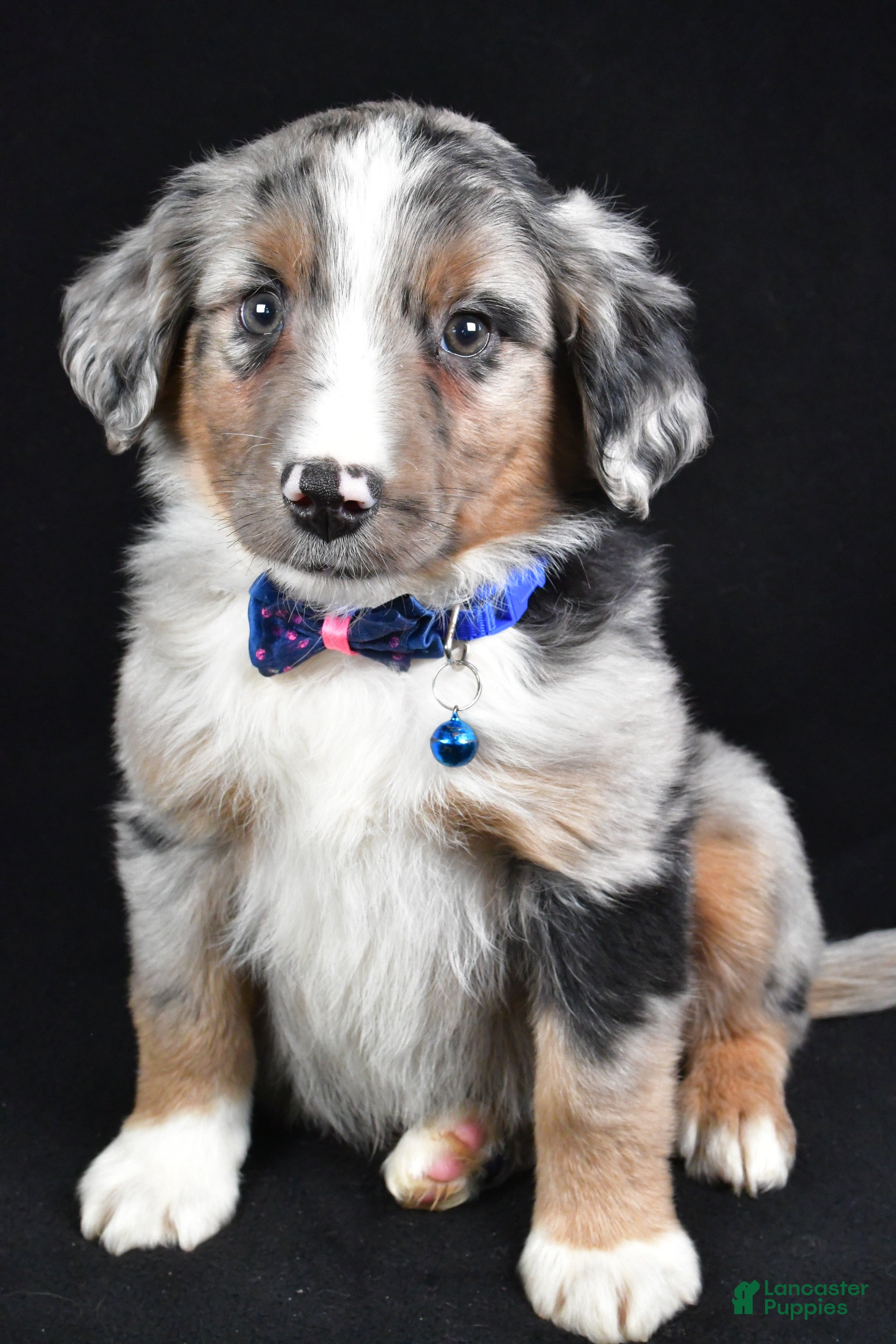 Miniature Australian Shepherd dogs Ricky - Ad 16