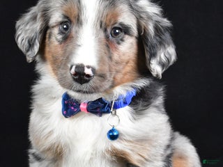 Miniature Australian Shepherd dogs Ricky - Ad 7