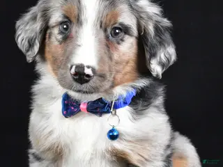 Miniature Australian Shepherd dogs Ricky - Ad 1