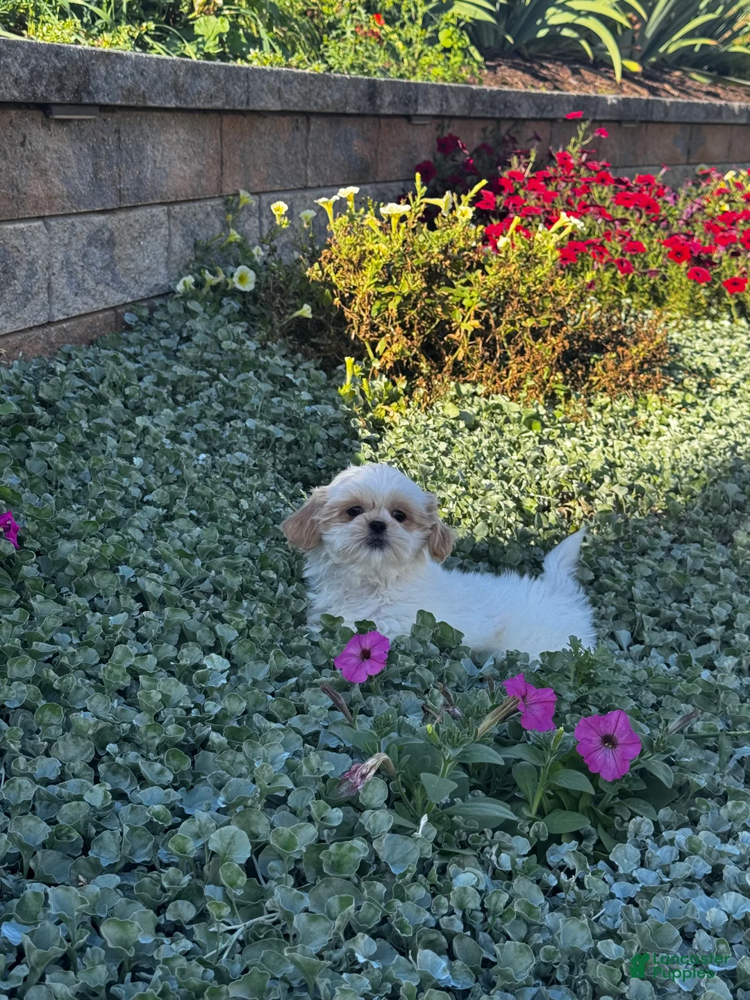 Shih Tzu dogs for sale: Shiloh - Ad 1