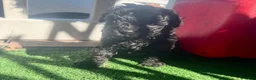 Toy Poodle dogs for sale: Toy Poodle 3 - Ad 5