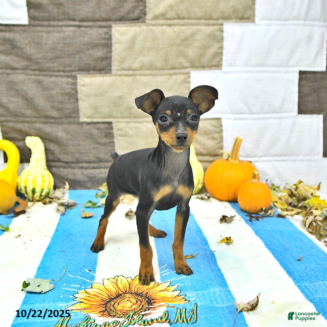 Miniature Pinscher dogs for sale: Trent - Ad 4