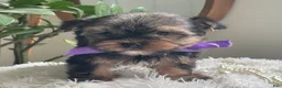 Yorkshire Terrier dogs for sale: Tucker - Ad 9