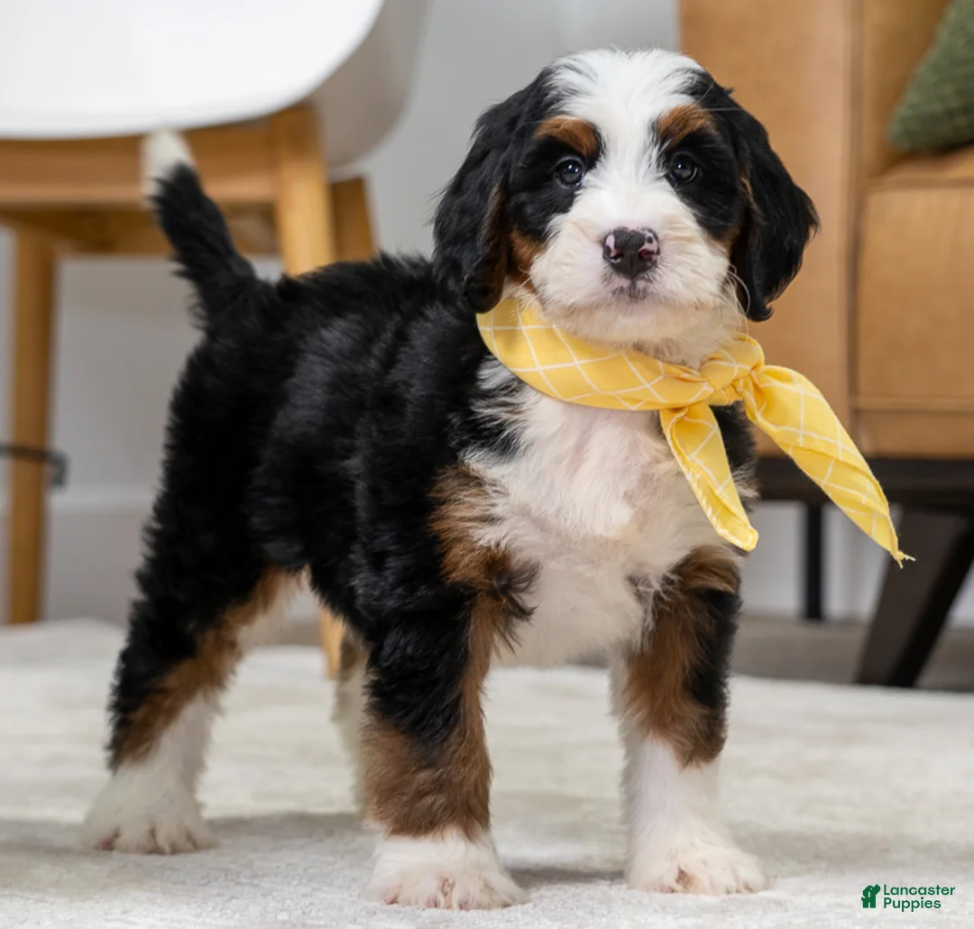 Mini Bernedoodle dogs for sale: Plato - Ad 2