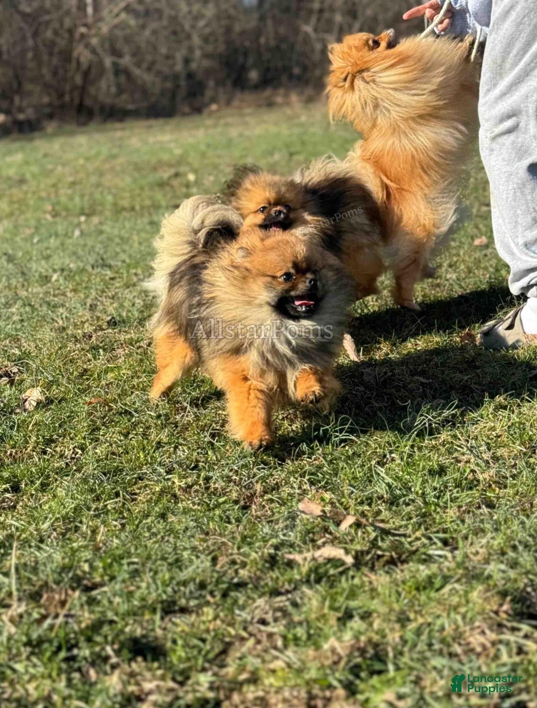 Pomeranian dogs for sale: Little Spidey - Ad 4