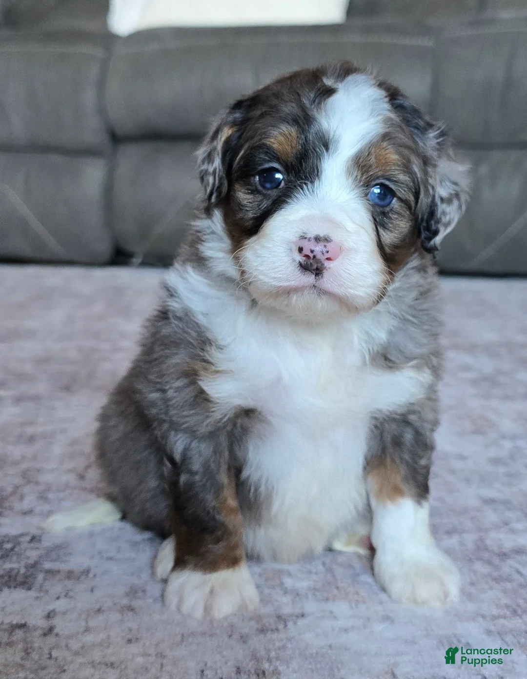 Mini Bernedoodle dogs for sale: Mini Scout - Ad 1