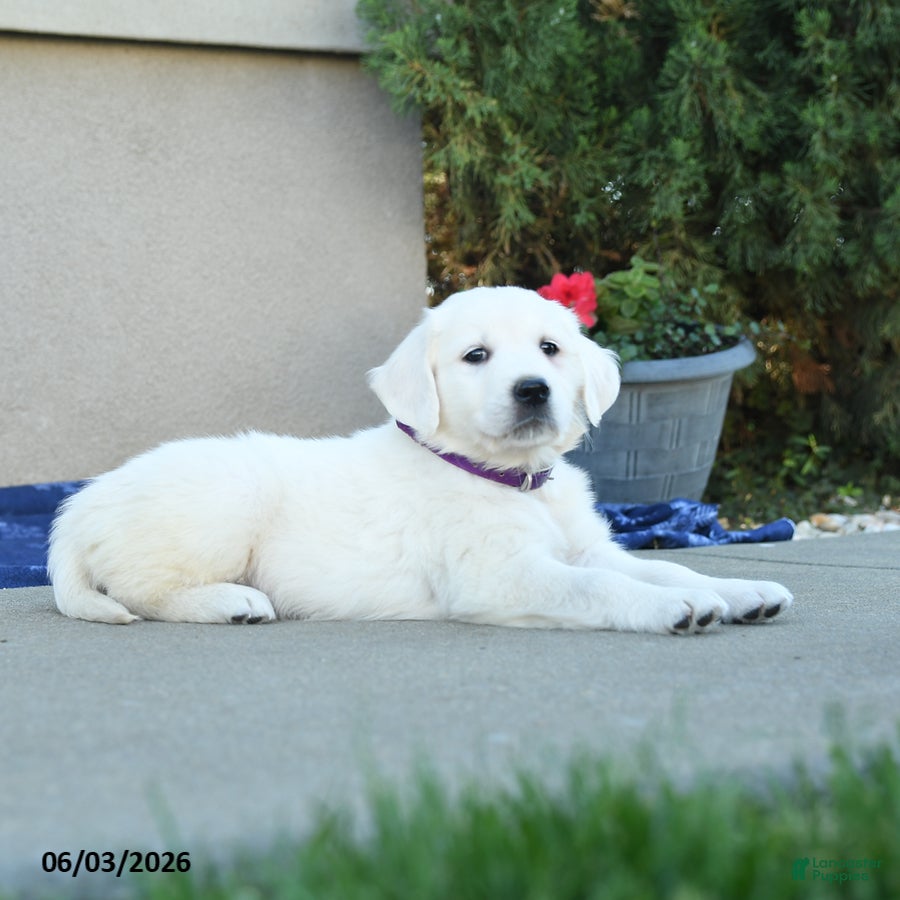 Golden Retriever dogs for sale: Fable - Ad 4