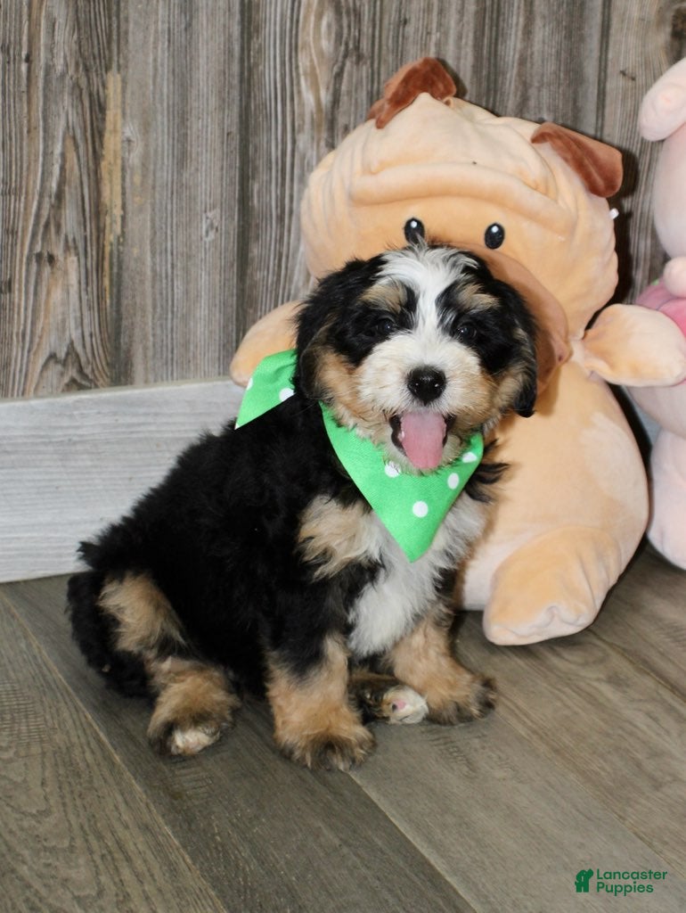 Mini Bernedoodle dogs Sonny - Ad 2