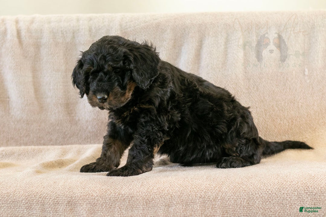 Bernedoodle dogs for sale: Aurora - Ad 16
