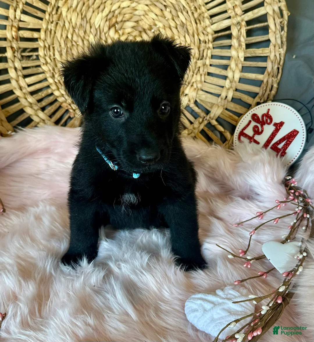 German Shepherd dogs for sale: Clover - Ad 3