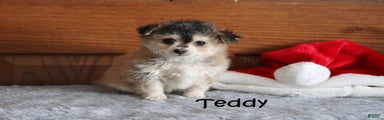 Teddy